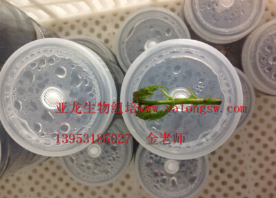 濟南亞龍生物科技有限公司 濟南亞龍生物科技有限公司
