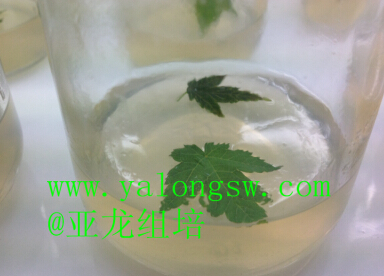 濟南亞龍生物科技有限公司 濟南亞龍生物科技有限公司